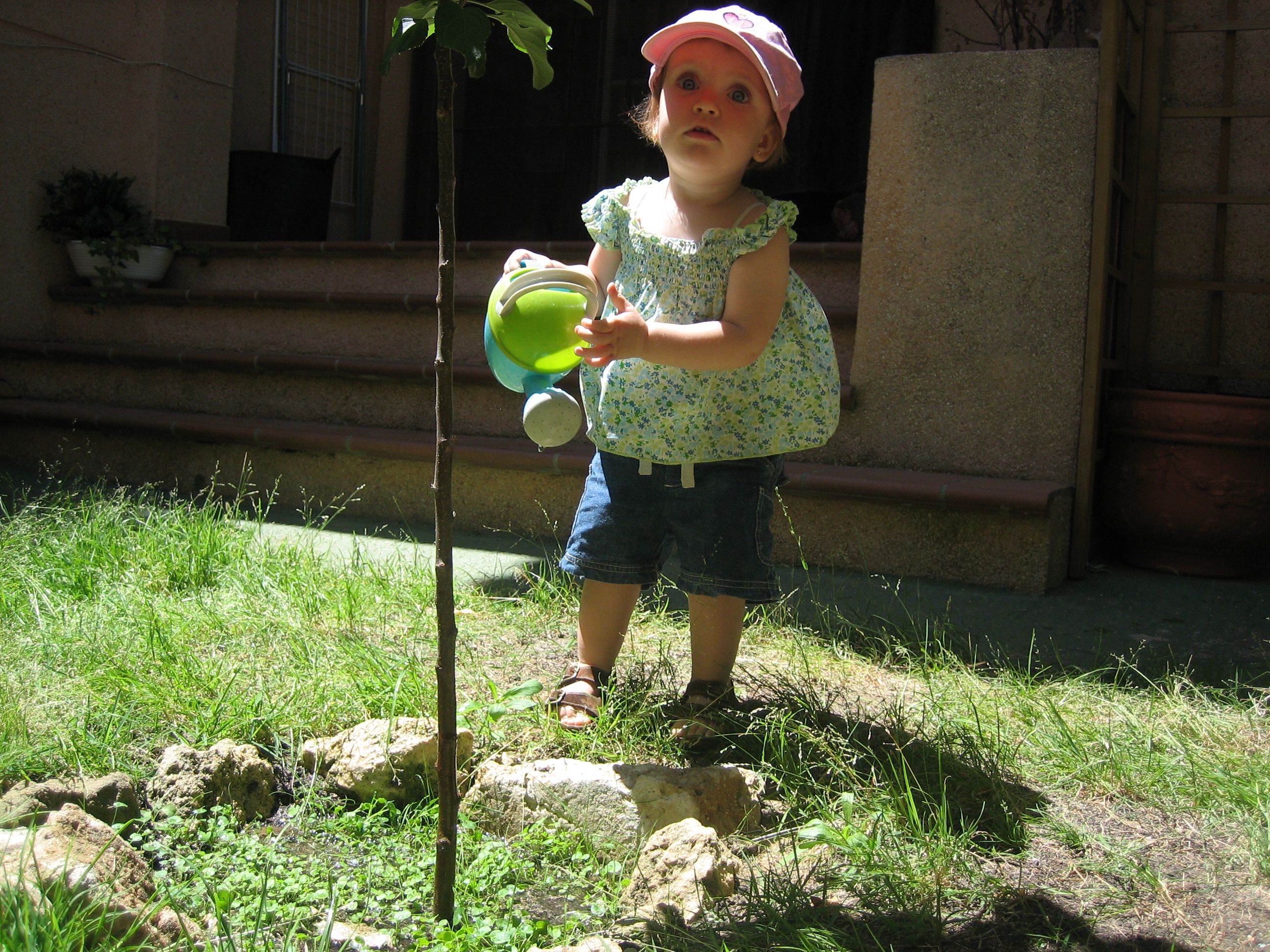 Sophia watering the tree.