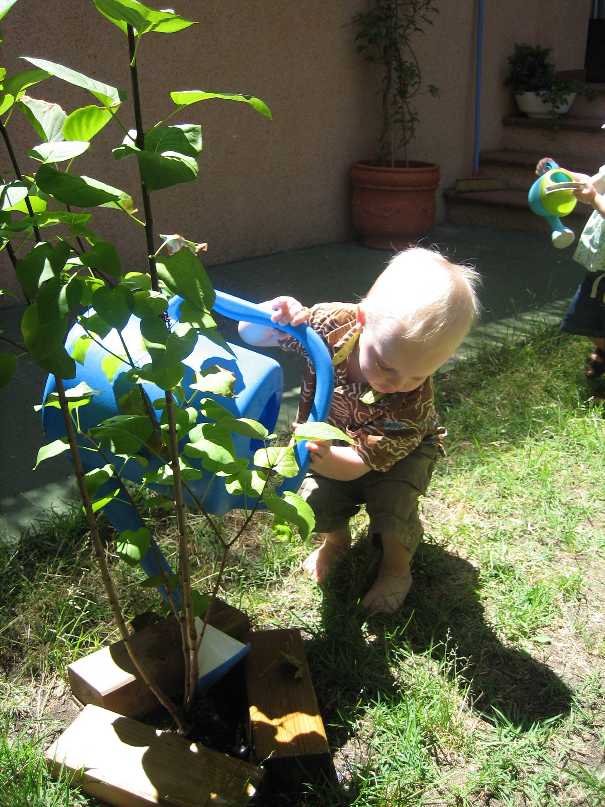 Watering the tree.